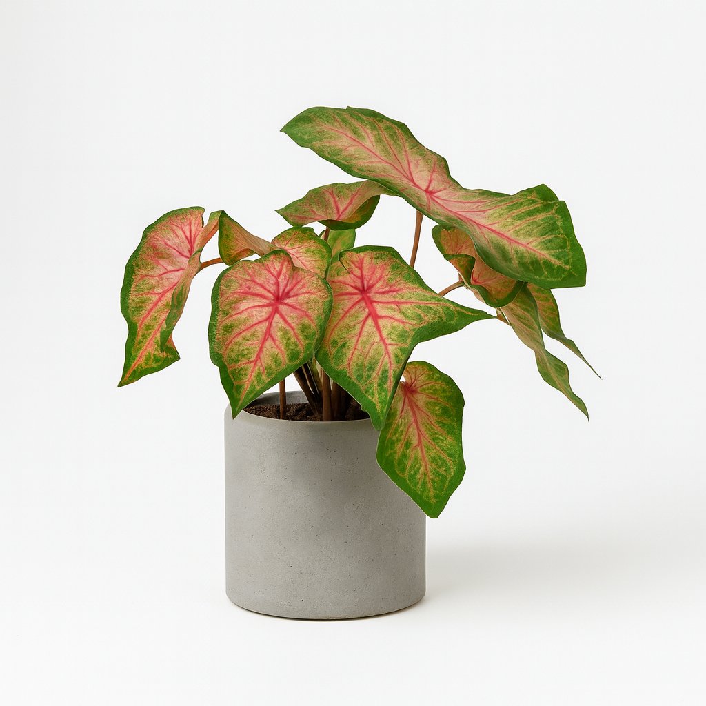 Caladium Roze - 25cm in einem modernen Studio mit modernem Topf