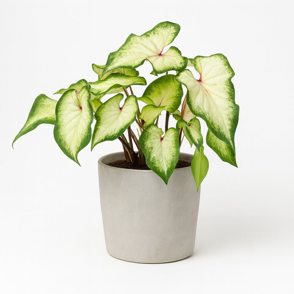 Caladium Wit - 25cm in einem modernen Studio mit modernem Topf