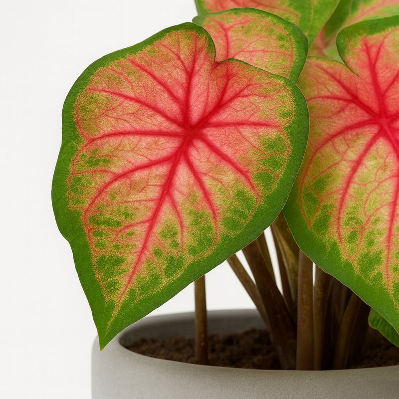 Caladium Roze Detail