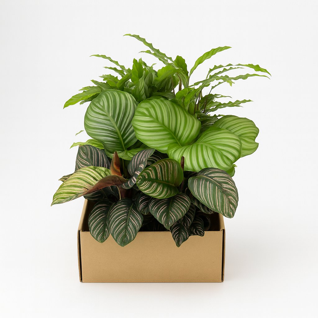 Calathea Mix in einem modernen Studio mit modernem Topf