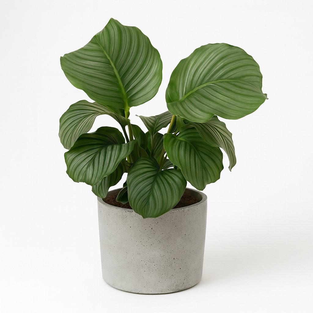 Calathea Orbifolia - 70cm