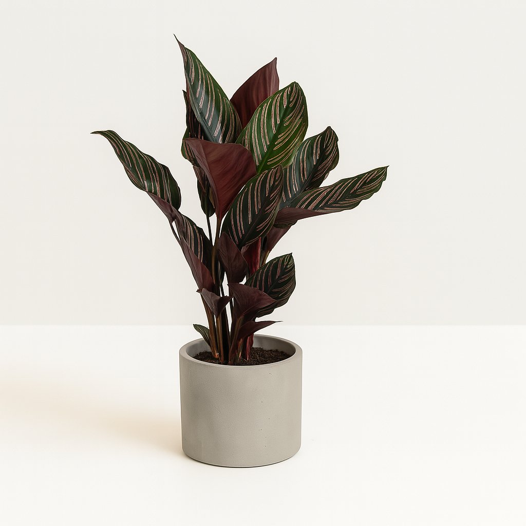 Calathea Ornata - 50cm in einem modernen Studio mit modernem Topf