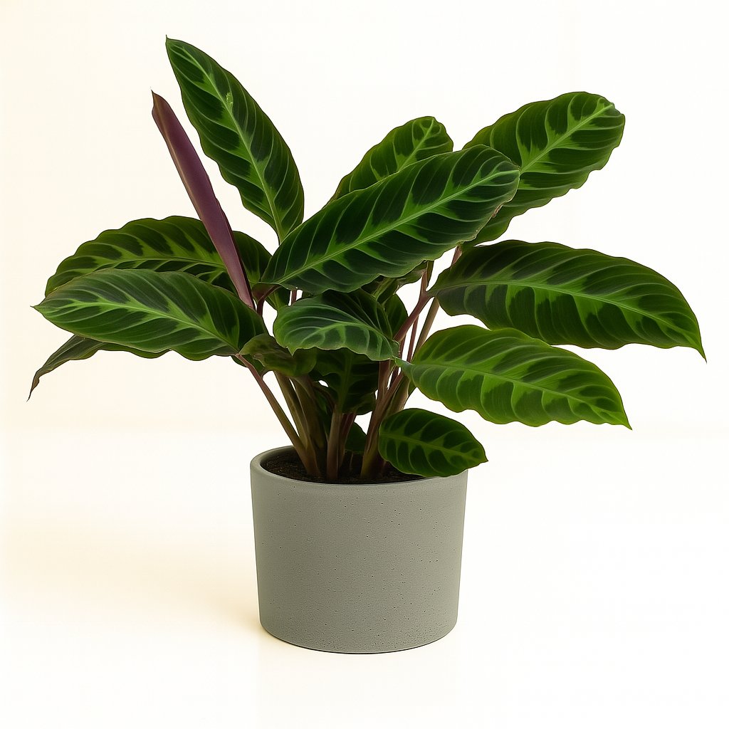 Calathea Warscewiczii - 50cm
