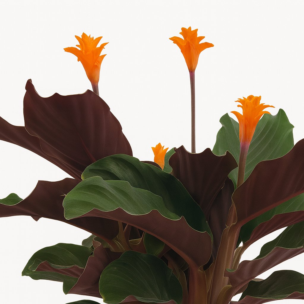 Calathea Crocata - 40cm