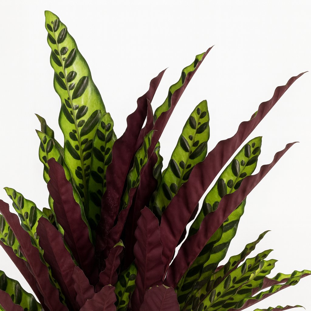 Calathea Lancifolia - 70cm