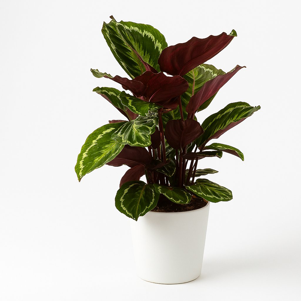 Calathea Medaillon - 75cm in einem modernen Studio mit modernem Topf
