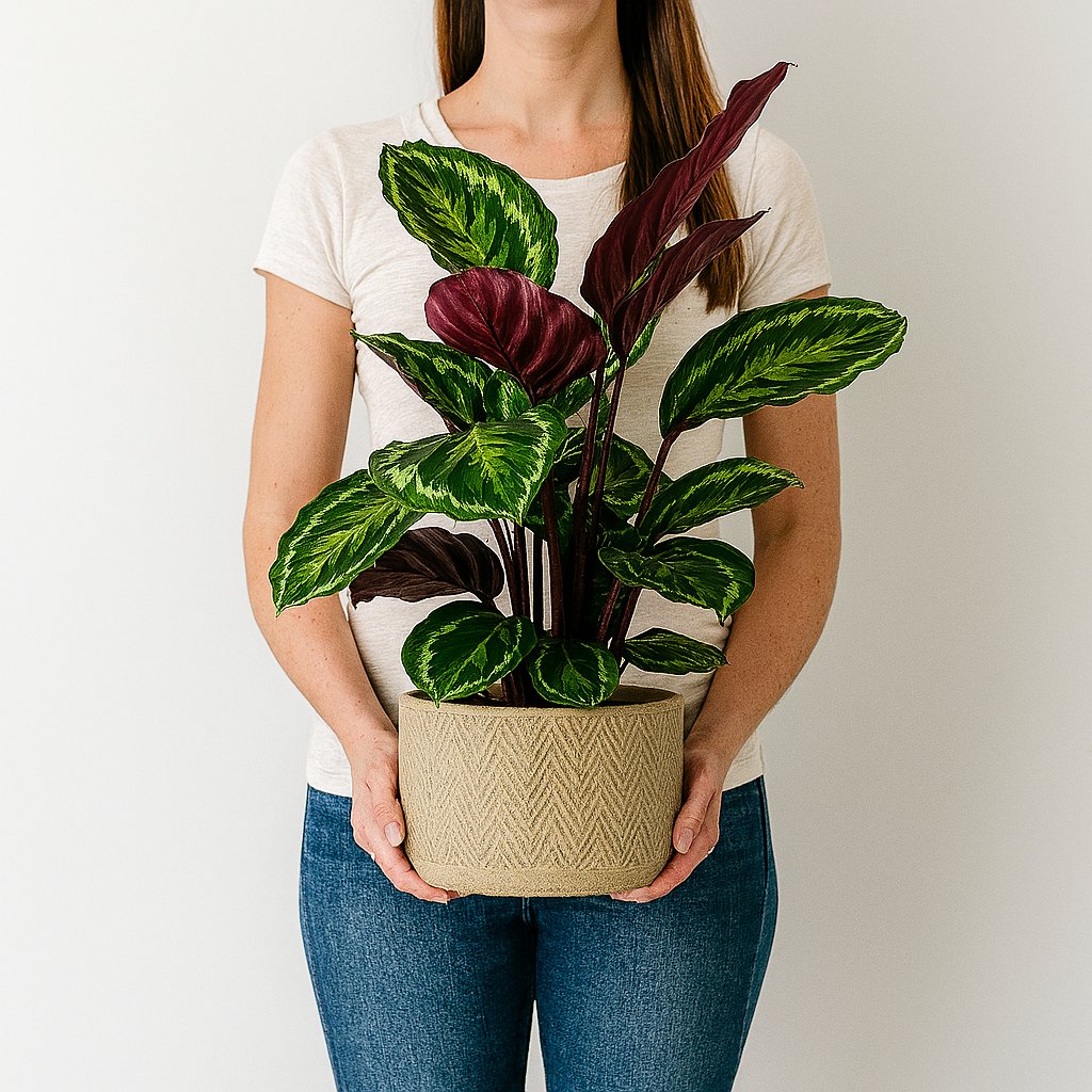 Calathea Medaillon - 75cm