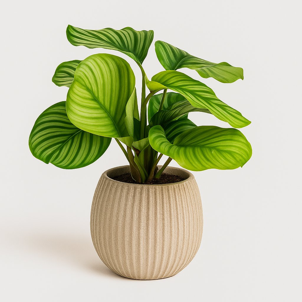 Calathea Orbifolia - 50cm