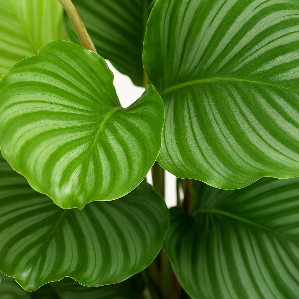 Calathea Orbifolia - 60cm