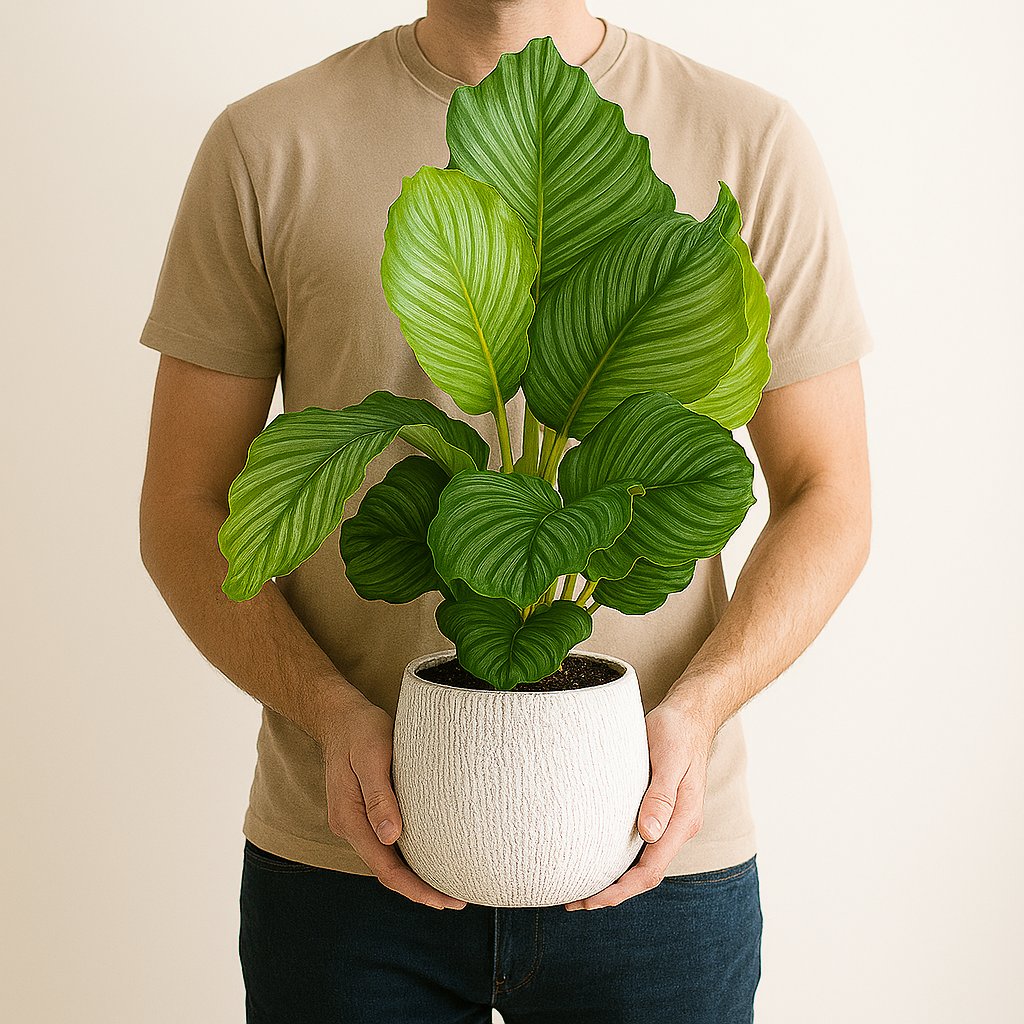 Calathea Orbifolia - 60cm