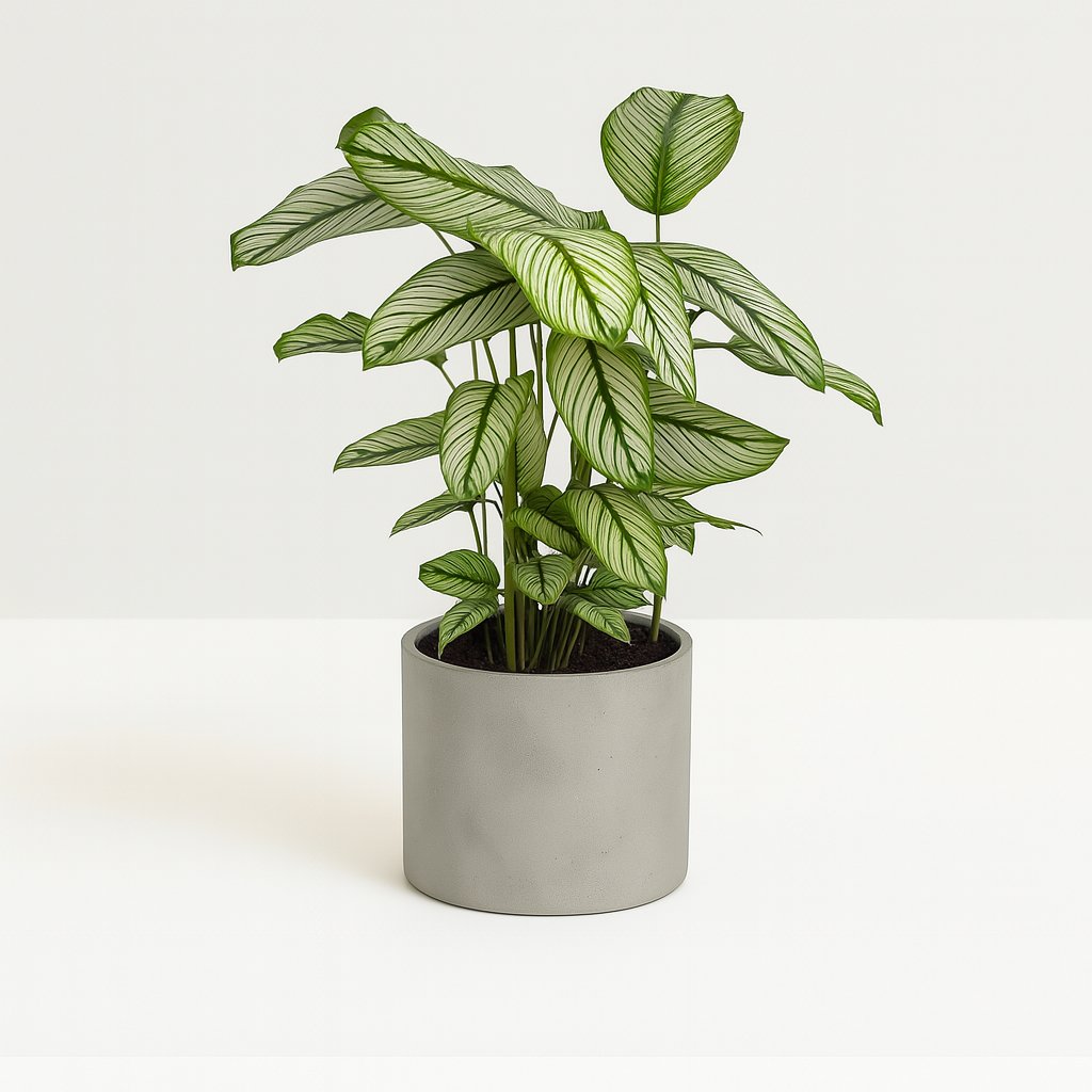 Calathea Whitestar - 50cm in einem modernen Studio mit modernem Topf