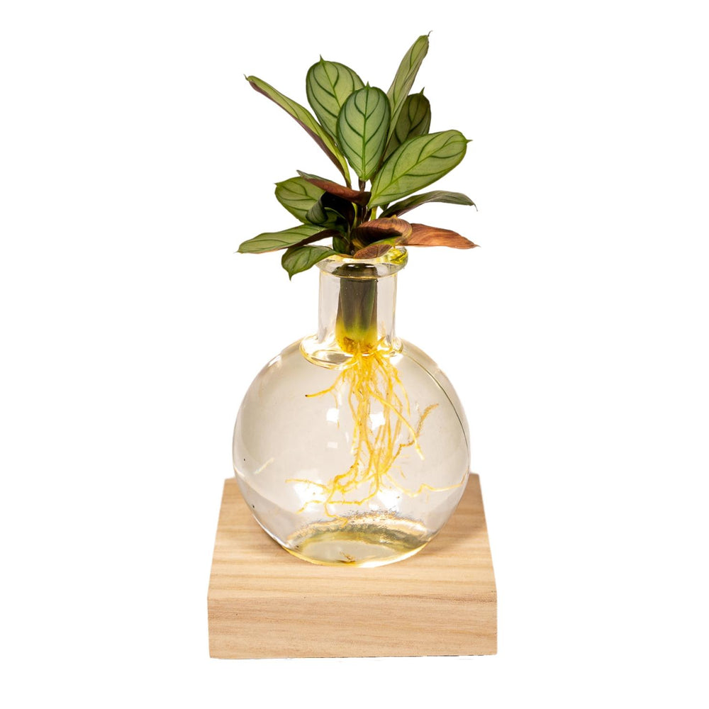 Calathea im Samoa-Glas mit LED - 10cm in einem modernen Studio mit modernem Topf