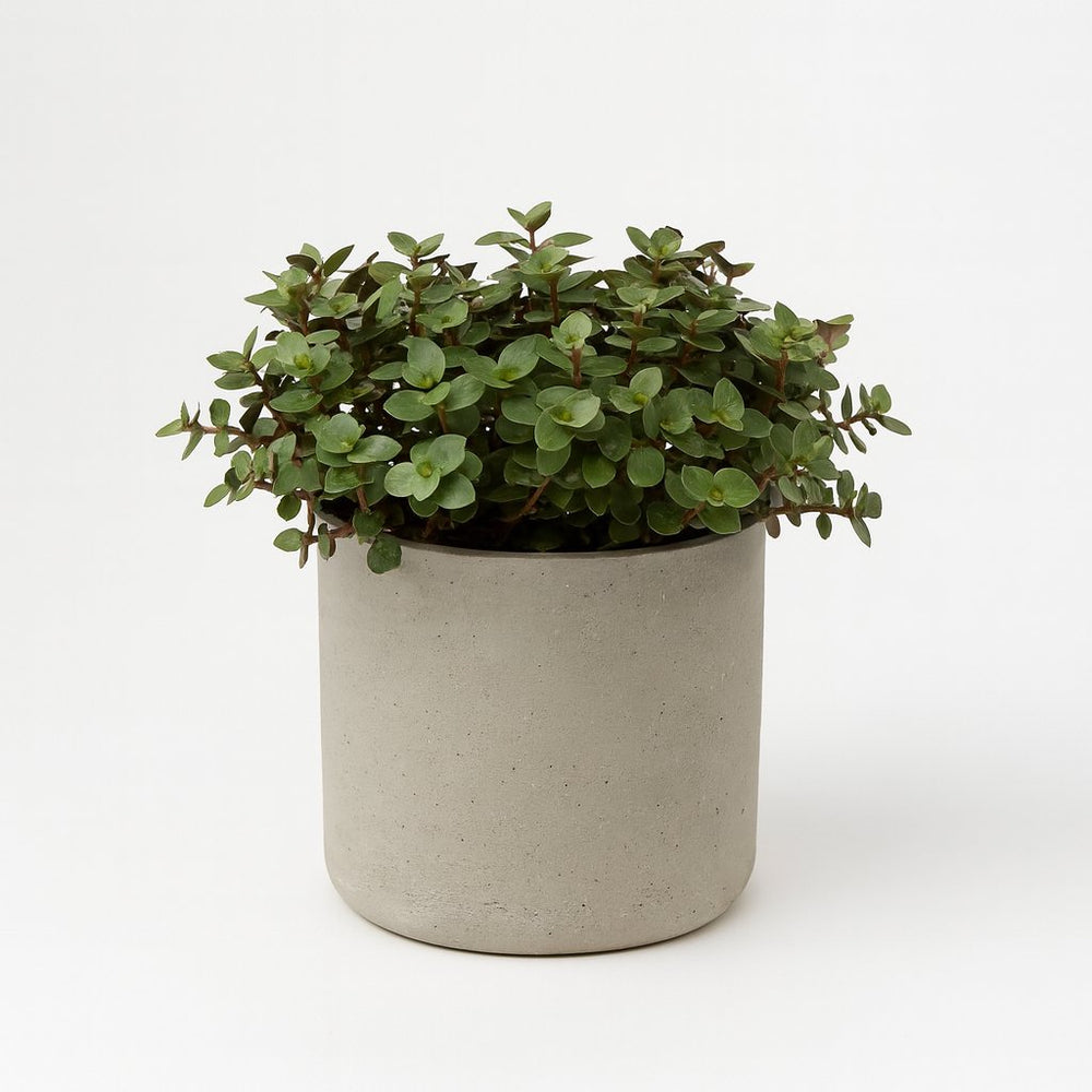 Calissia Repens - 17cm in einem modernen Studio mit modernem Topf