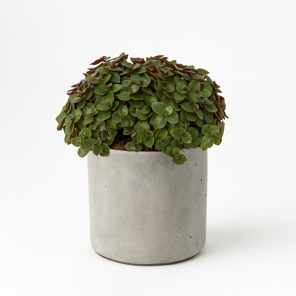 Callisia Turtle - 15cm in einem modernen Studio mit modernem Topf