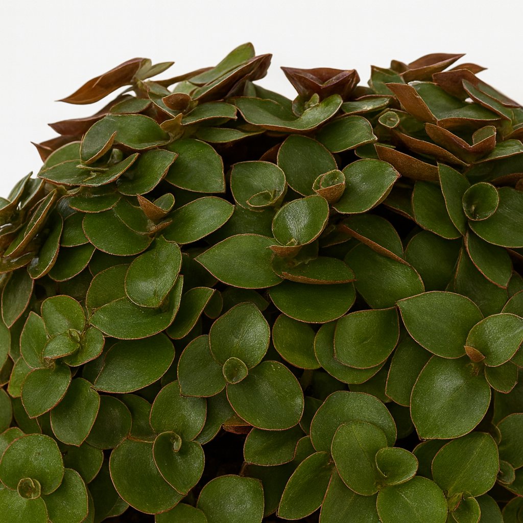 Callisia Turtle - 15cm