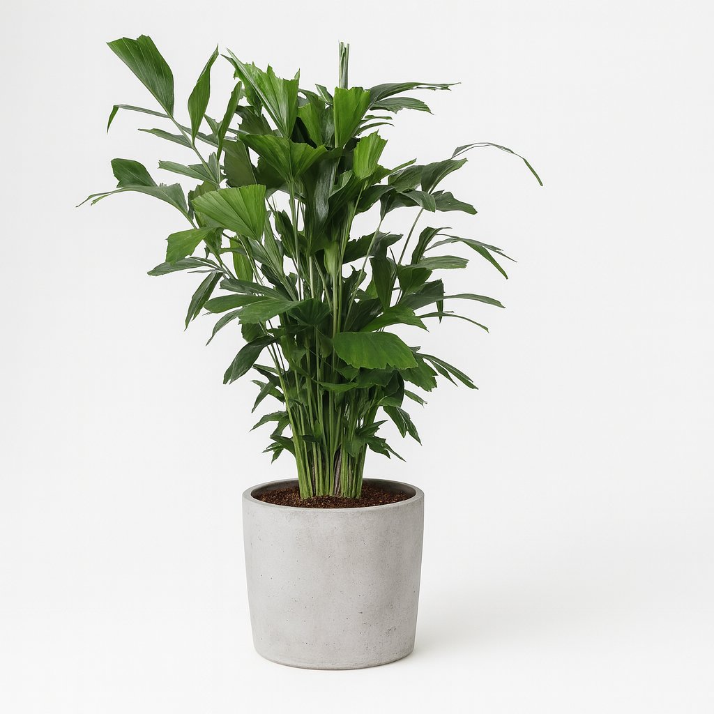 Caryota Mitis - 120cm in einem modernen Studio mit modernem Topf