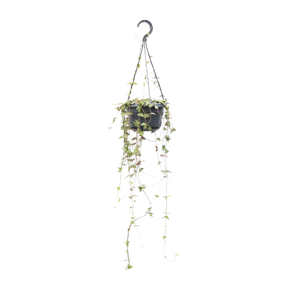 Ceropegia Linearis Remy - 38cm in einem modernen Studio mit modernem Topf