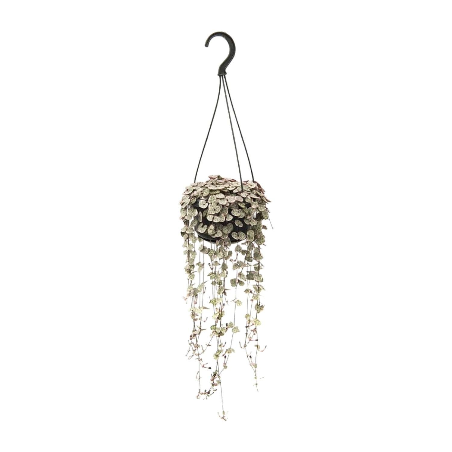 Ceropegia Linearis Subsp. Woodii Variegata - 38cm in einem modernen Studio mit modernem Topf