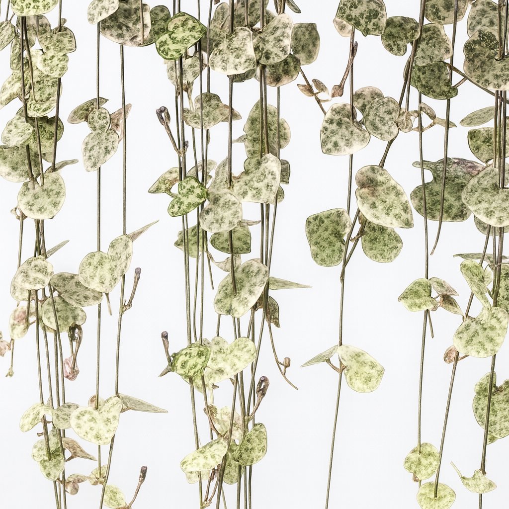 Ceropegia Linearis Subsp. Woodii Variegata - 38cm