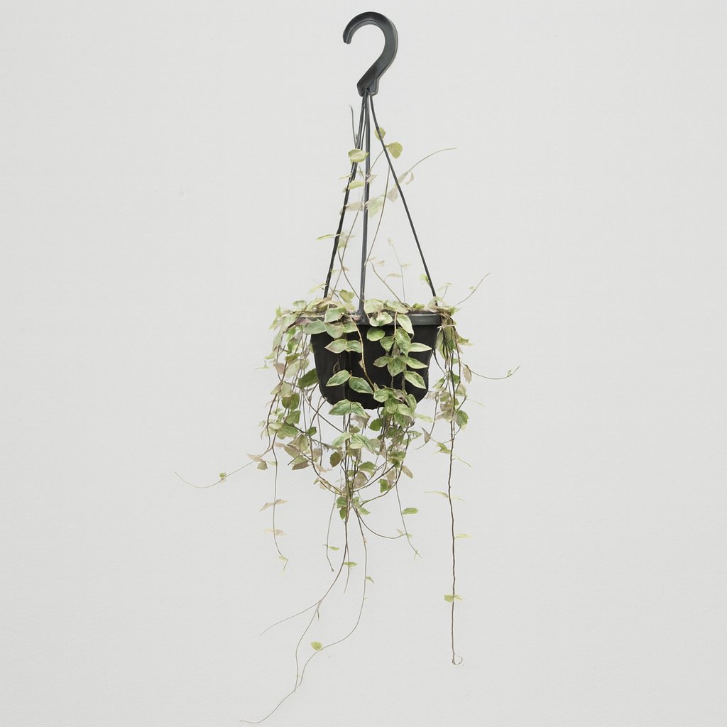 Ceropegia Woodii ssp.woodii - 50cm in einem modernen Studio mit modernem Topf