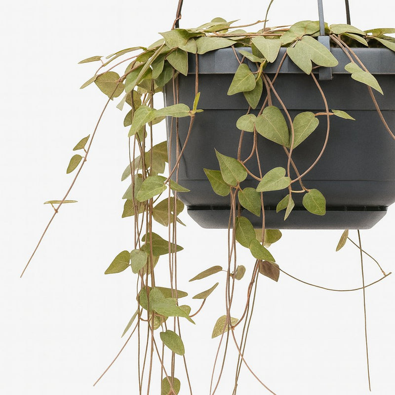 Ceropegia Linearis Remy Detail