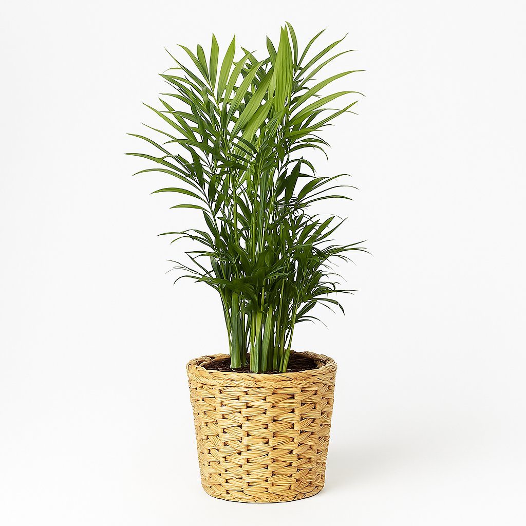 Chamaedorea Elegans - 40cm in einem modernen Studio mit modernem Topf