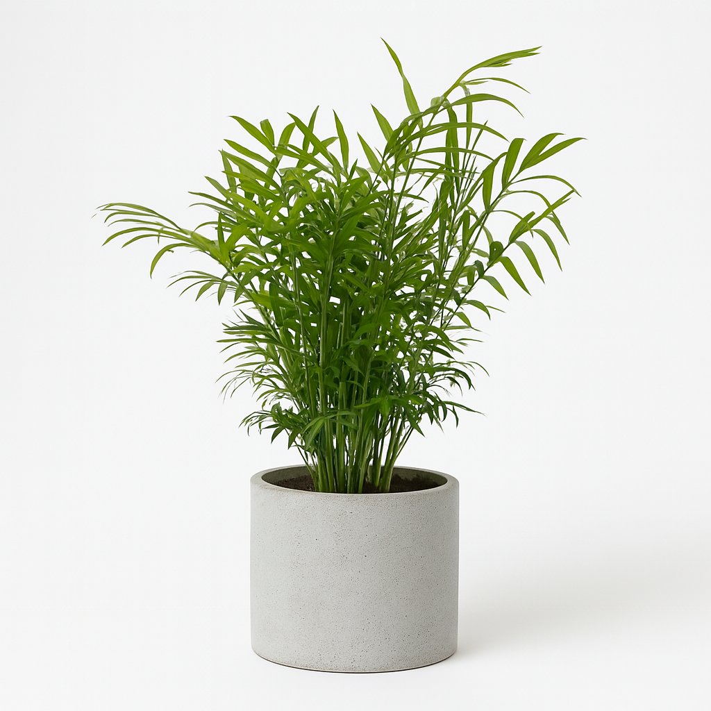 Chamaedorea Elegans - 50cm in einem modernen Studio mit modernem Topf