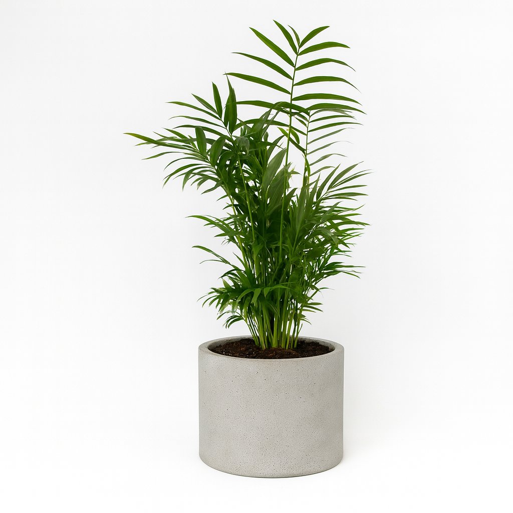 Chamaedorea Elegans - 50cm in einem modernen Studio mit modernem Topf