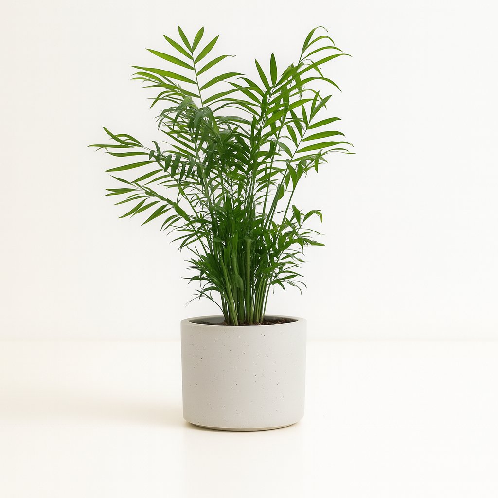 Chamaedorea Elegans - 55cm in einem modernen Studio mit modernem Topf