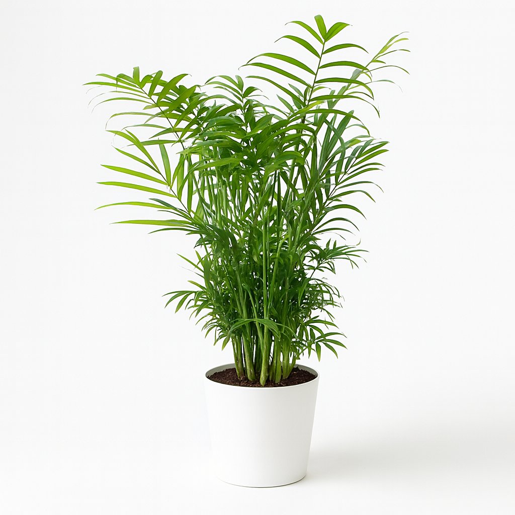 Chamaedorea Elegans - 55cm in einem modernen Studio mit modernem Topf