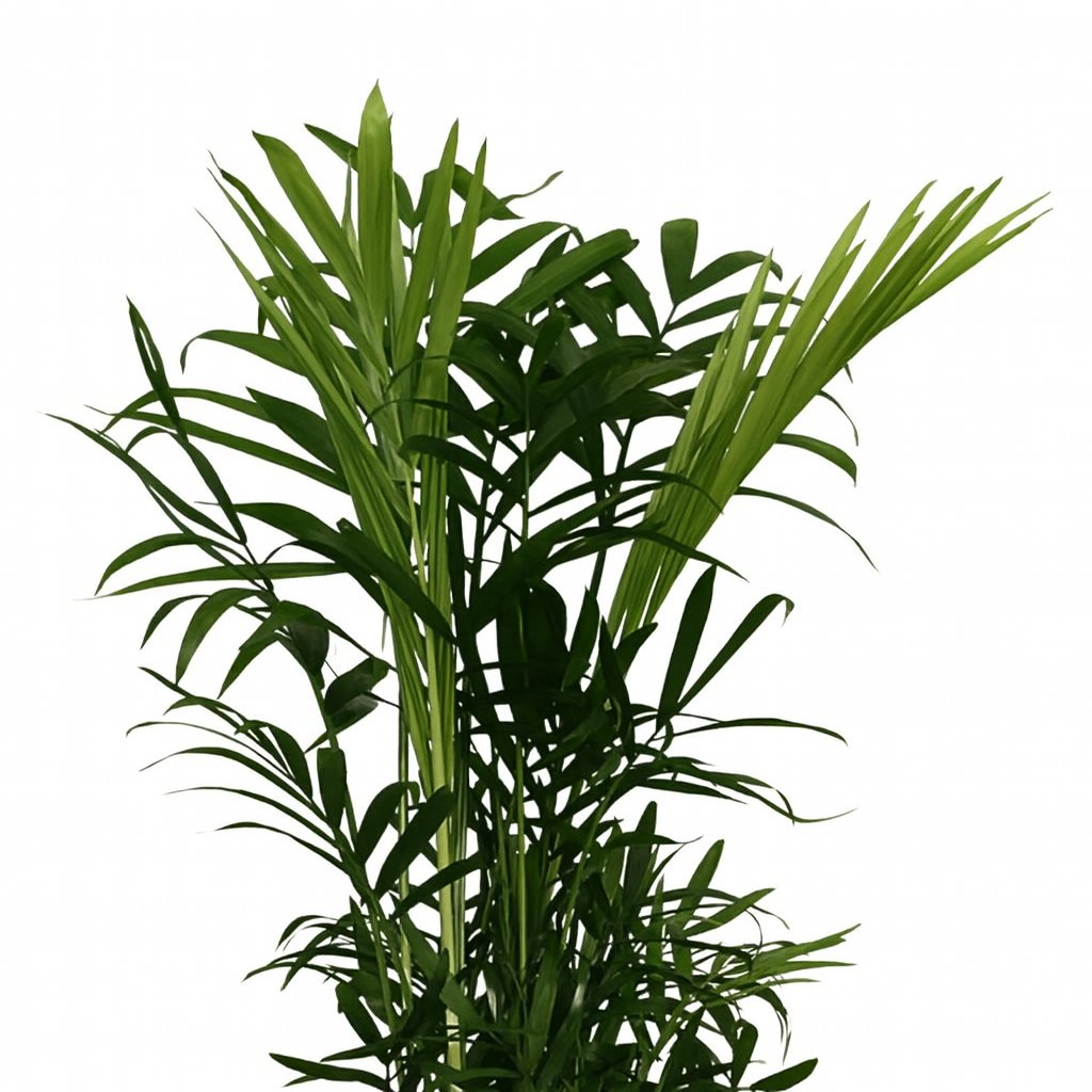 Chamaedorea Elegans - 40cm