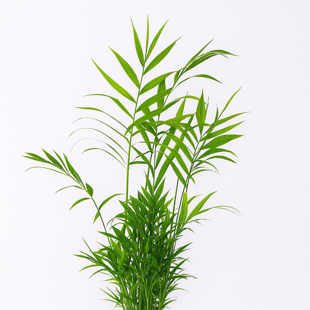 Chamaedorea Elegans - 55cm