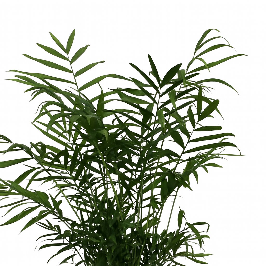 Chamaedorea Elegans - 55cm
