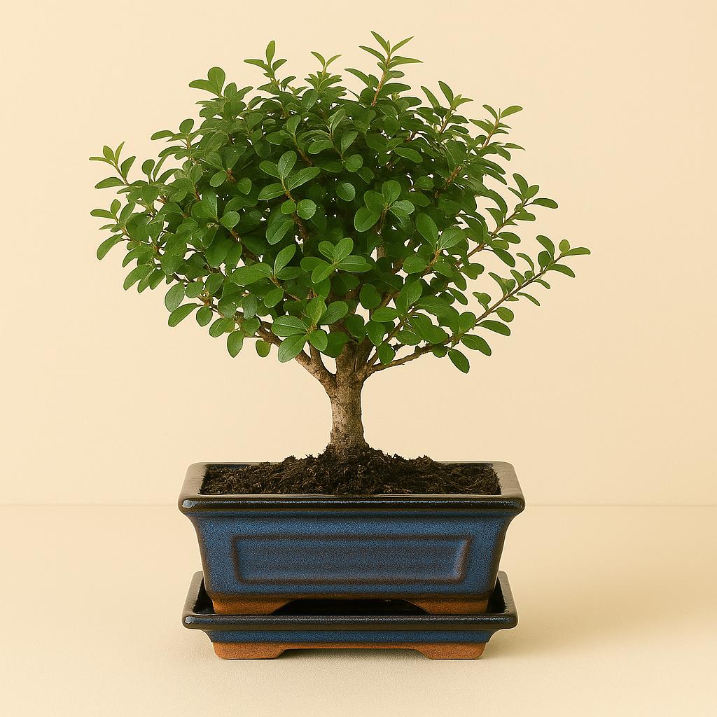 Bonsai Bol - 30cm in einem modernen Studio mit modernem Topf