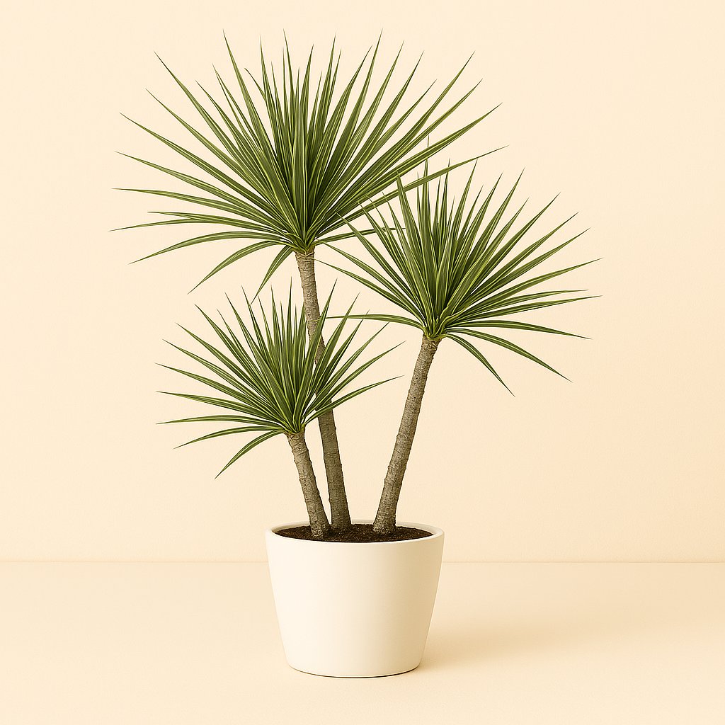 Dracaena Marginata Bicolor - 70cm in einem modernen Studio mit modernem Topf