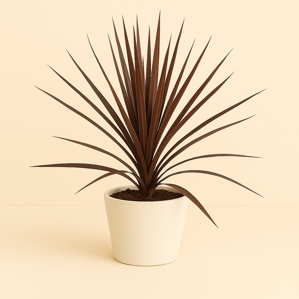 Cordyline Australis Red Star - 60cm in einem modernen Studio mit modernem Topf