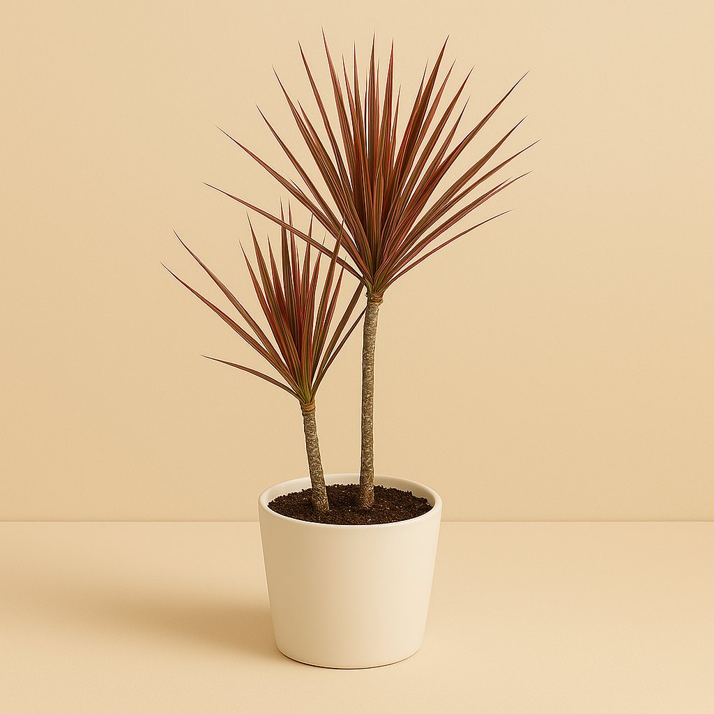 Dracaena Marginata Bicolor - 70cm in einem modernen Studio mit modernem Topf