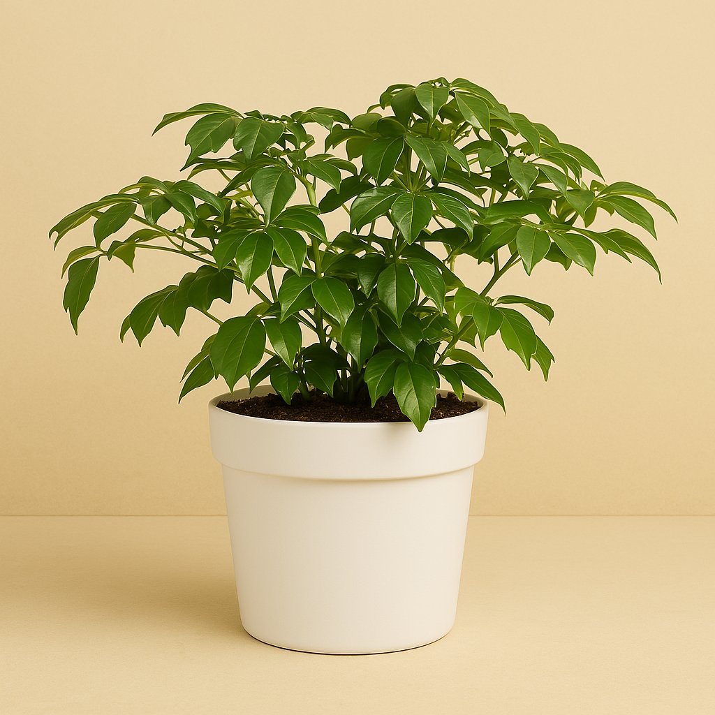 Rademachera Sinica - 27cm