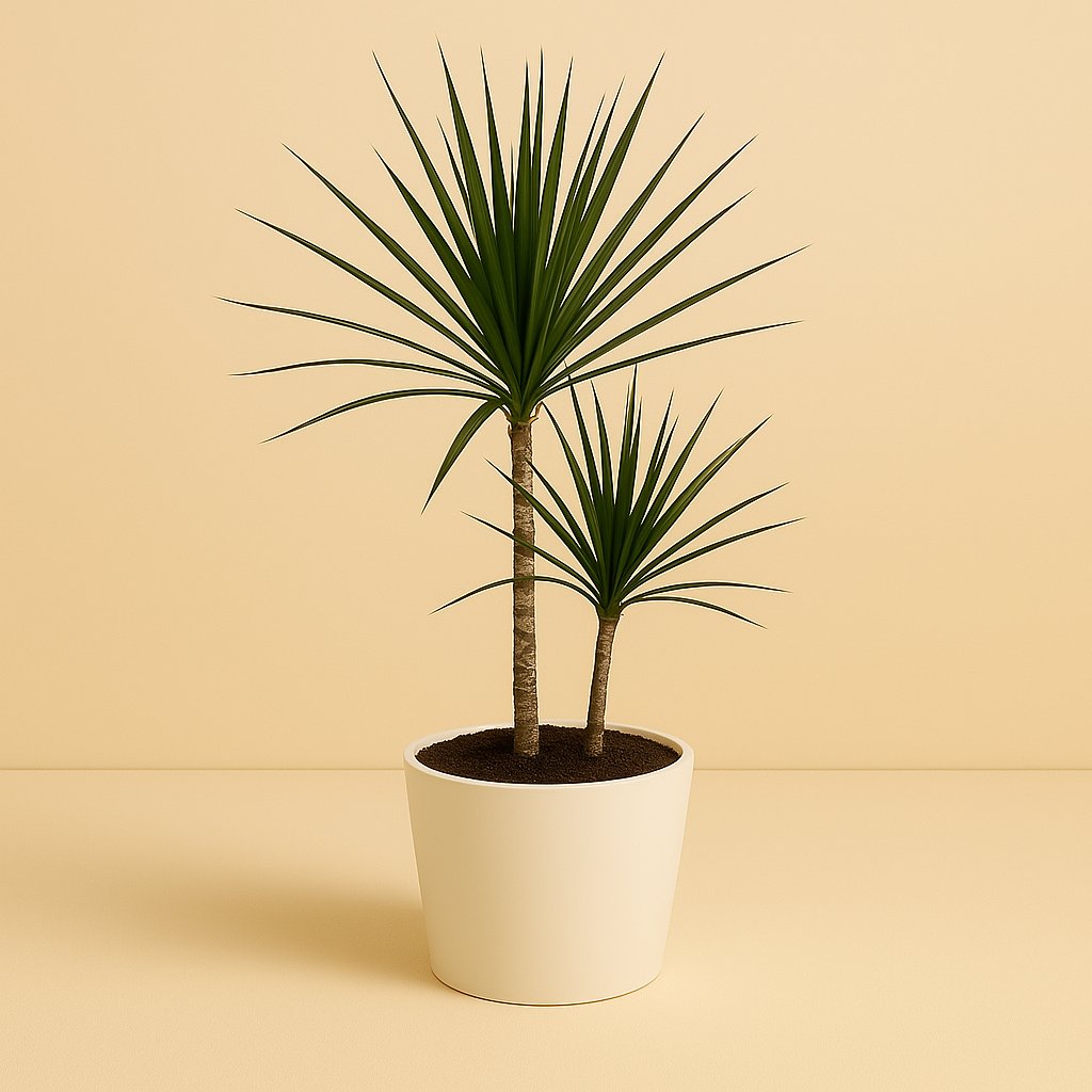 Dracaena Marginata Bicolor - 70cm in einem modernen Studio mit modernem Topf