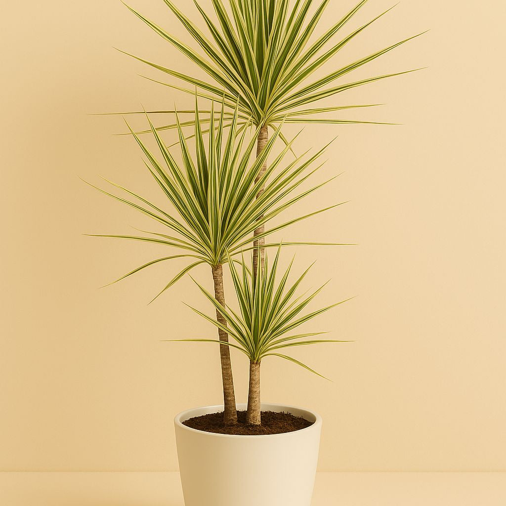 Dracaena Marginata Sunray - 80cm in einem modernen Studio mit modernem Topf