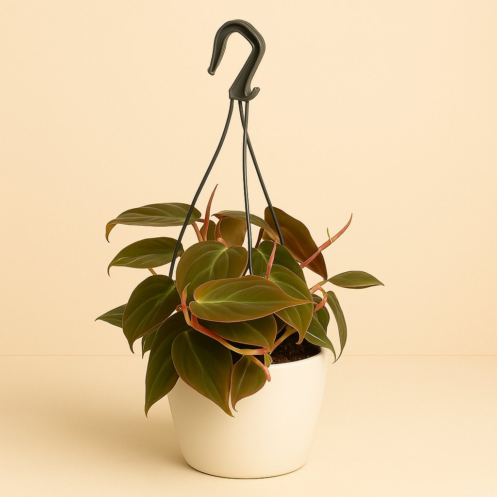 Philodendron Scandens Micans - 40cm