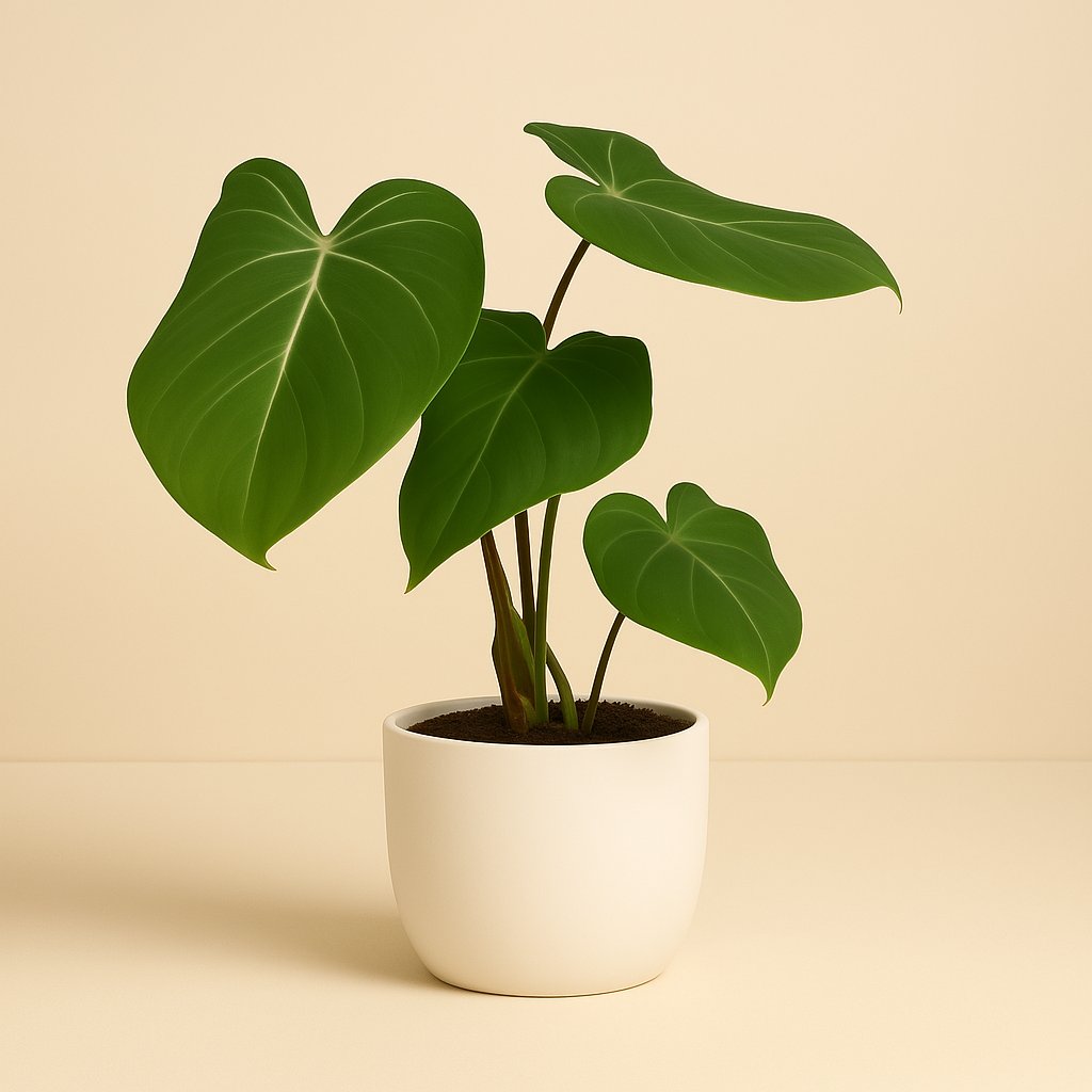 Philodendron Glorisoum - 35cm