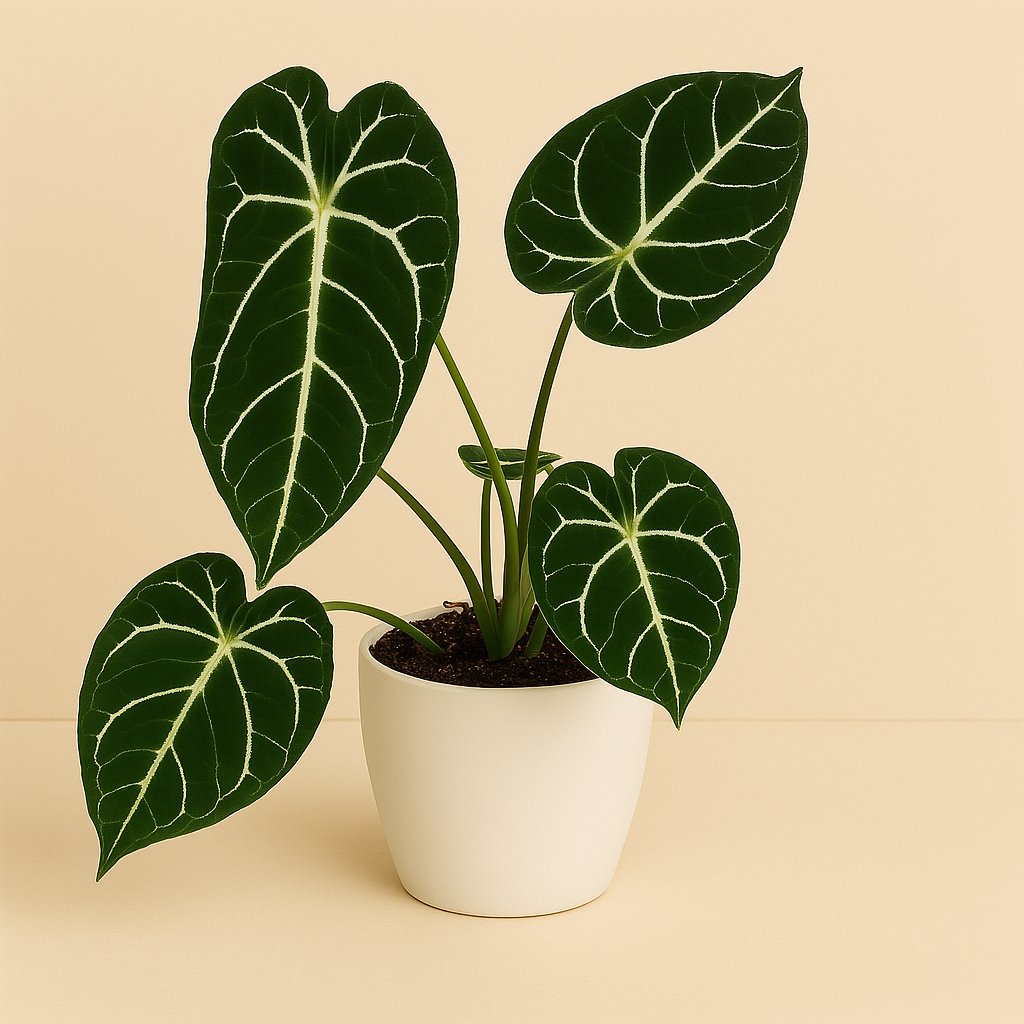 Anthurium Crystallinum - 40cm