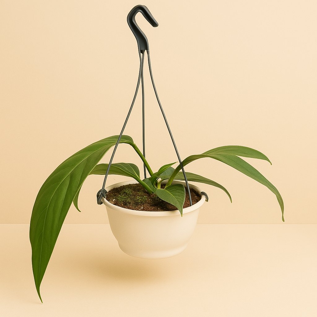 Anthurium Big Bill - 25cm