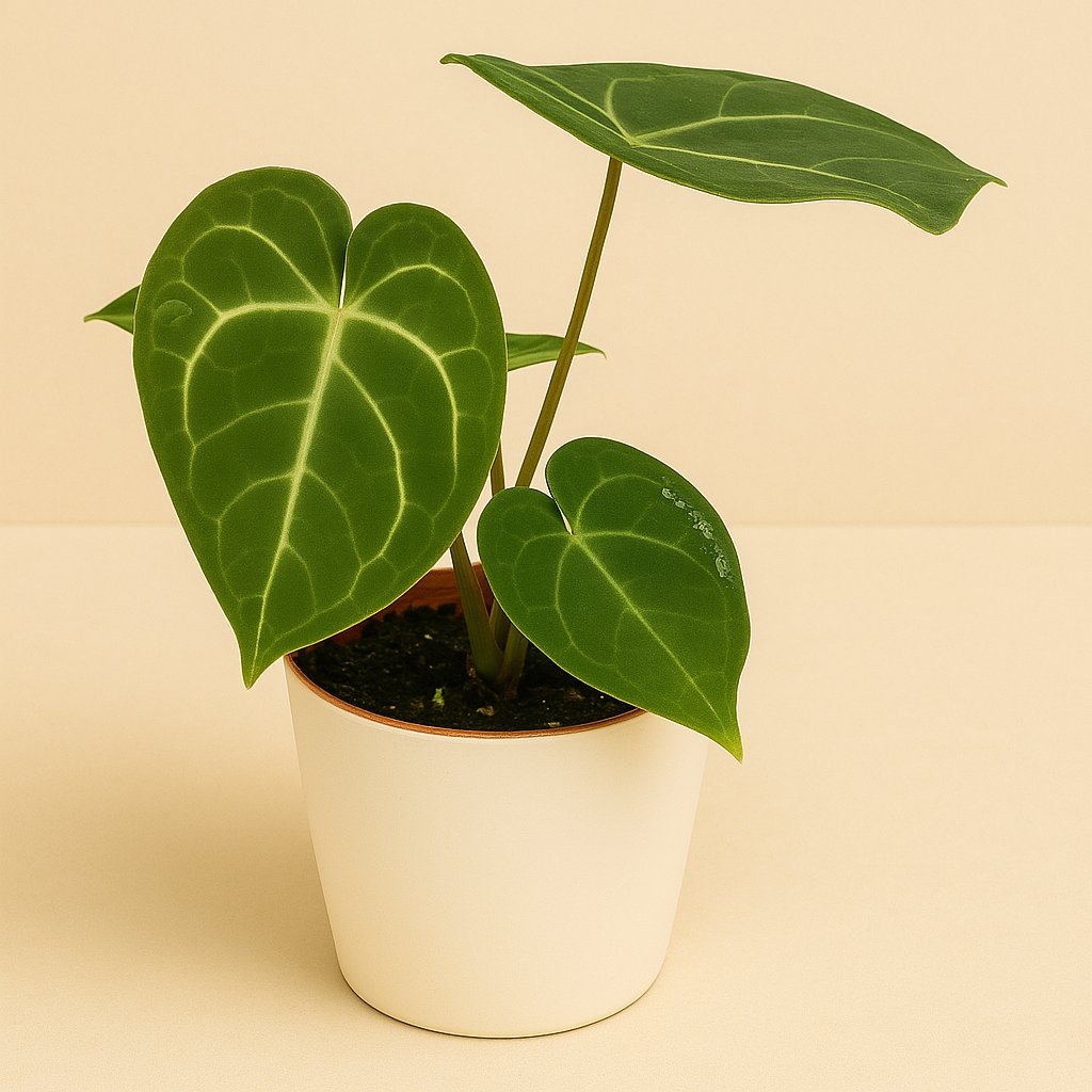 Anthurium Clarinervium - 15cm