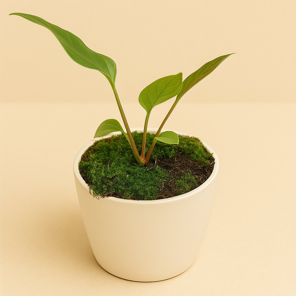 Anthurium Pedatum X Pedatum - 15cm
