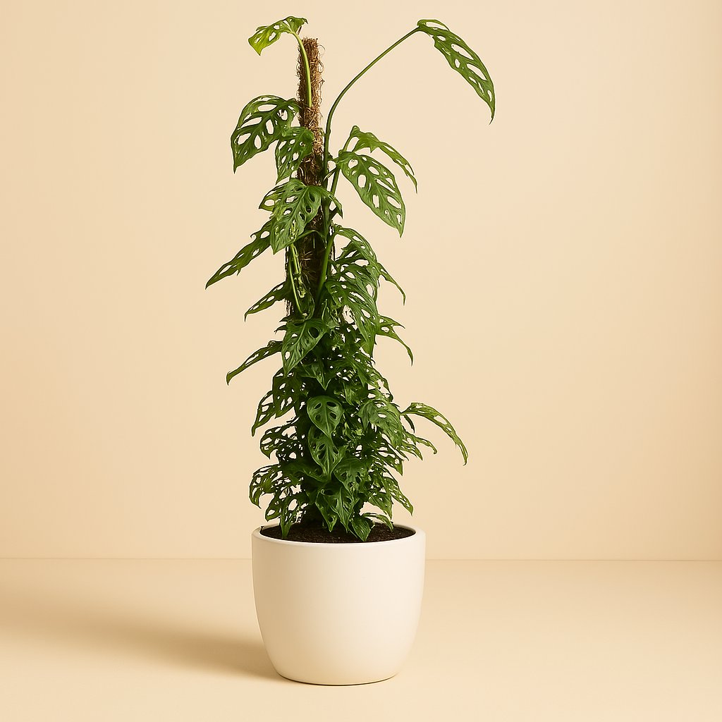 Monstera Monkey Leaf - 120cm