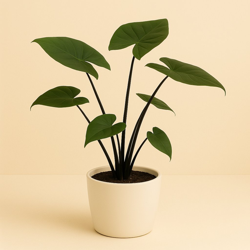 Alocasia Black Zebrina - 70cm