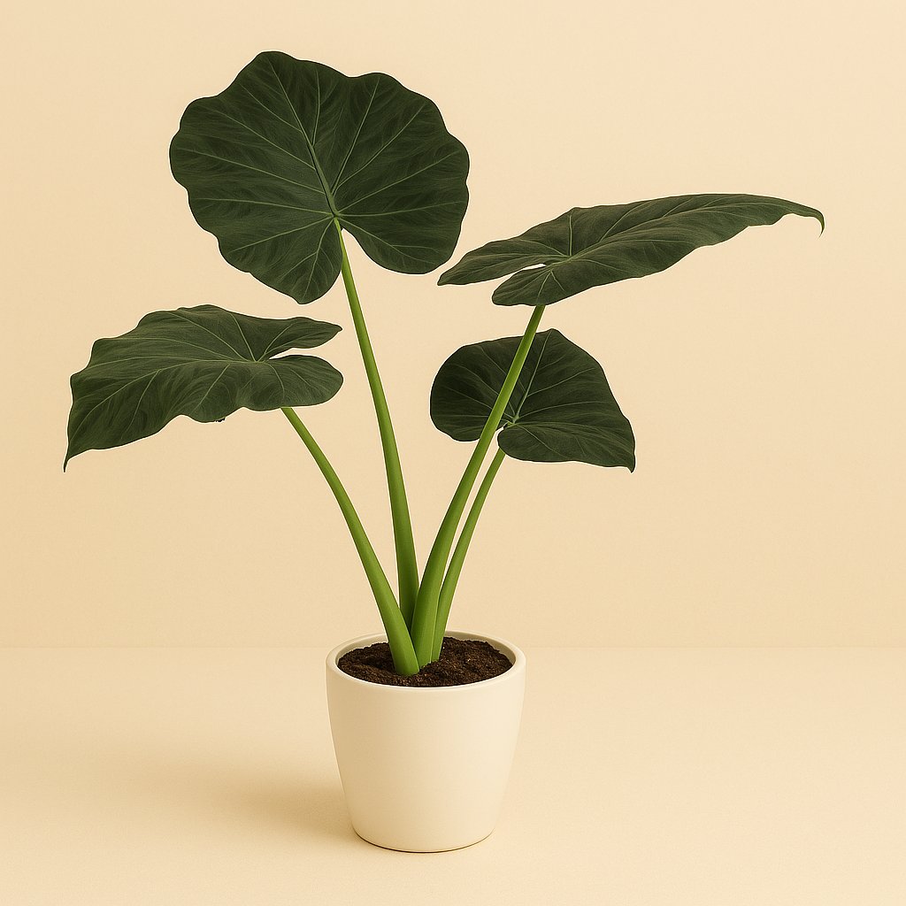 Alocasia Regal Shield - 100cm in einem modernen Studio mit modernem Topf