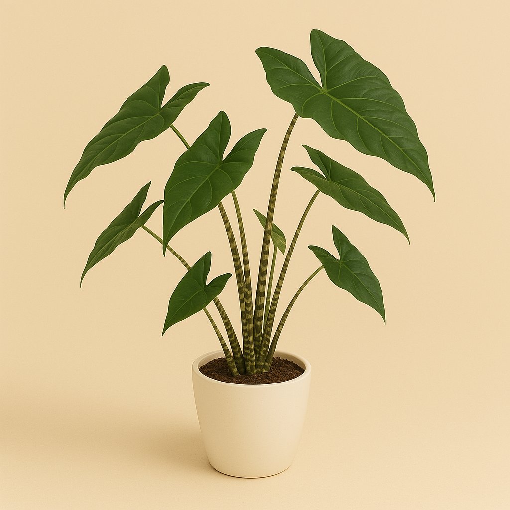 Alocasia Zebrina - 90cm
